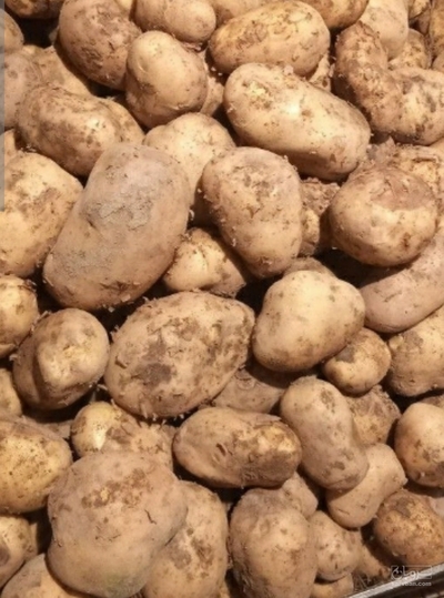 فروش سیب زمینی برند