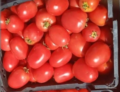 فروش گوجه فرنگی