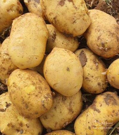 فروش سیب زمینی اگریا