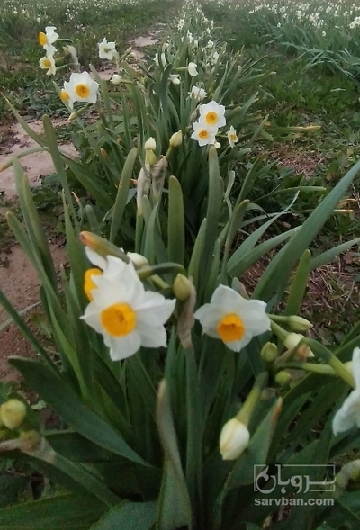 فروش گل نرگس