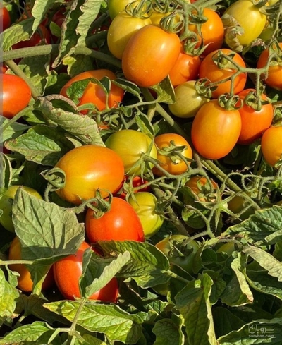 فروش گوجه فرنگی