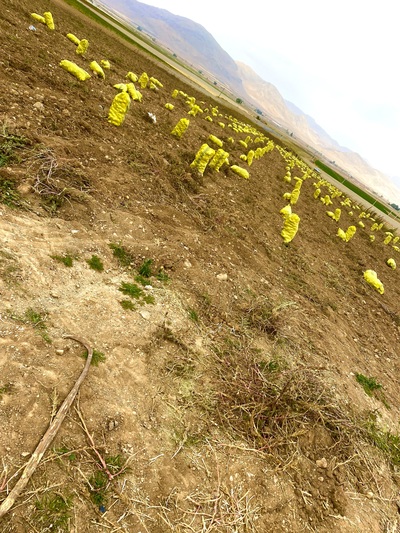 فروش سیب زمینی بامبا