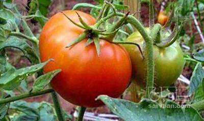 فروش گوجه فرنگی