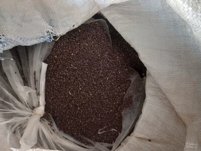 فروش بالنگو