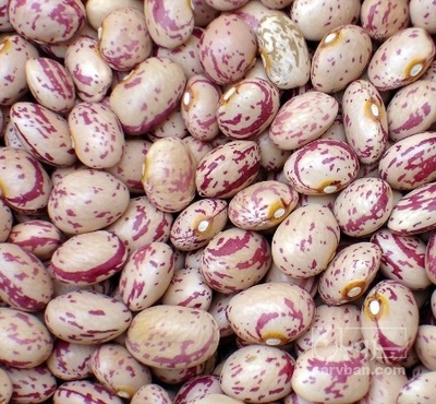 فروش لوبیا چیتی