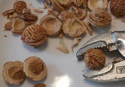 فروش هسته هلو