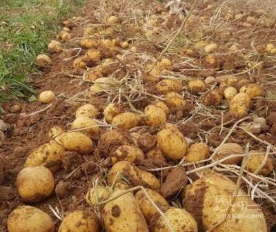 فروش سیب زمینی بامبا تازه چین