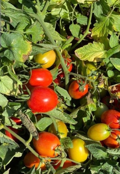 فروش گوجه فرنگی