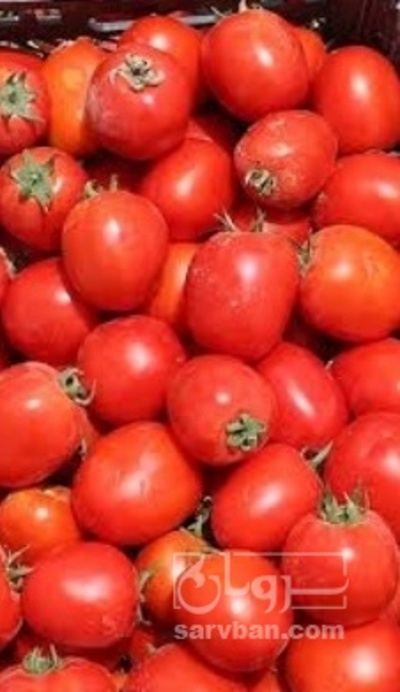 فروش گوجه فرنگی