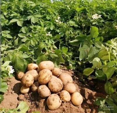 فروش سیب زمینی