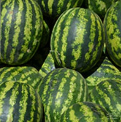 فروش هندوانه گرد