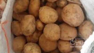 فروش سیب زمینی بامبا