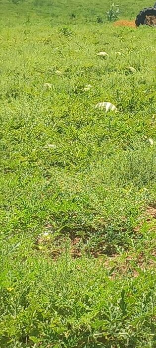 فروش هندوانه