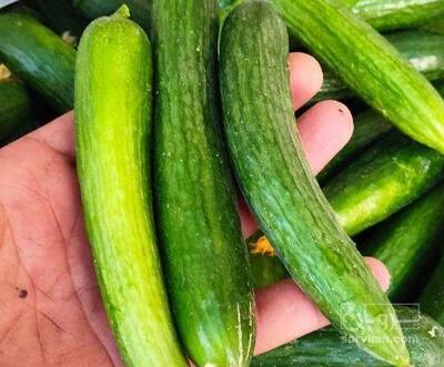 فروش خیار سبز