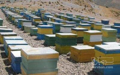 فروش عسل گیاهی