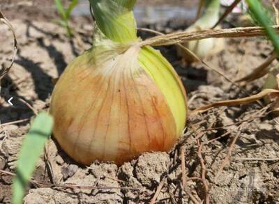 فروش پیاز زرد