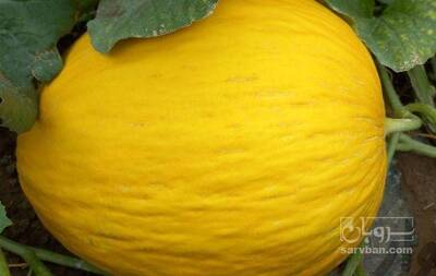 فروش خربزه بیضی شیرازی