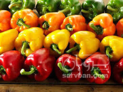 فروش فلفل دلمه ای