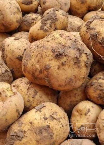 فروش سیب زمینی اگریا خوراکی
