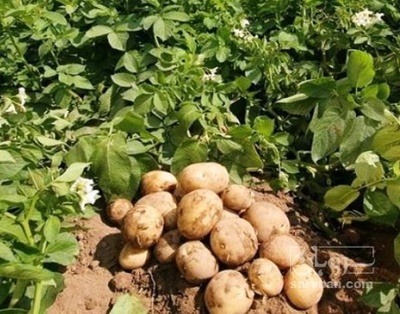 فروش سیب زمینی