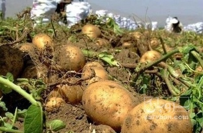 فروش سیب زمینی بذری