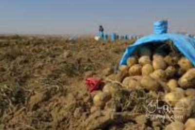 فروش سیب زمینی بامبا