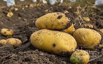 فروش سیب زمینی کلمبا بذری