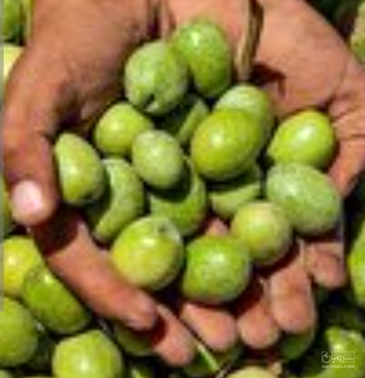 فروش زیتون سبز