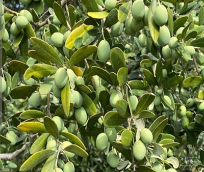 فروش زیتون سبز