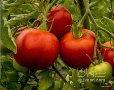 فروش گوجه فرنگی