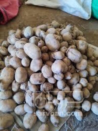 فروش سیب زمینی دامی