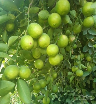 فروش لیموترش