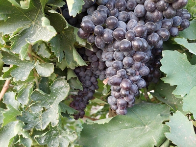 فروش انگور ترکمن