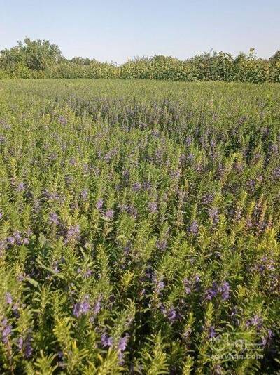 فروش بادرنجبویه تازه