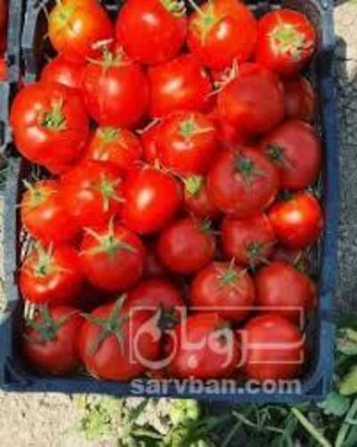 فروش گوجه فرنگی