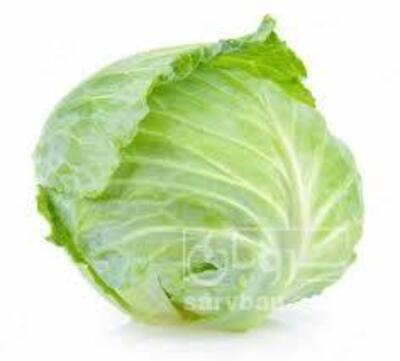 فروش کلم برگی