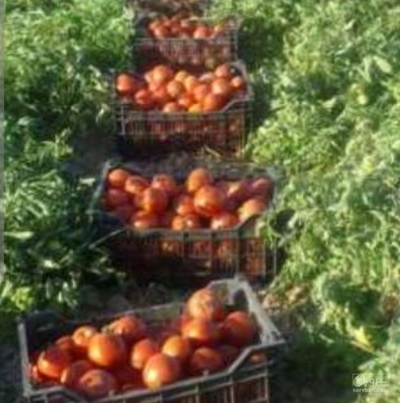 فروش گوجه فرنگی