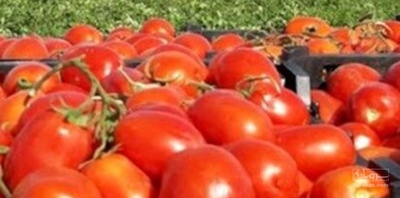 فروش گوجه فرنگی