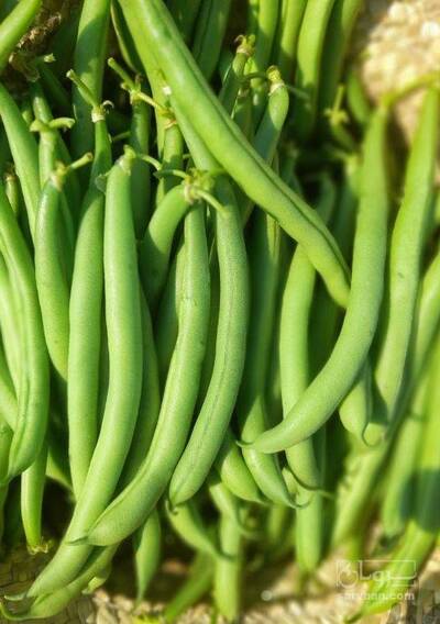 فروش لوبیا سبز