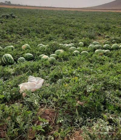 فروش هندوانه گرد