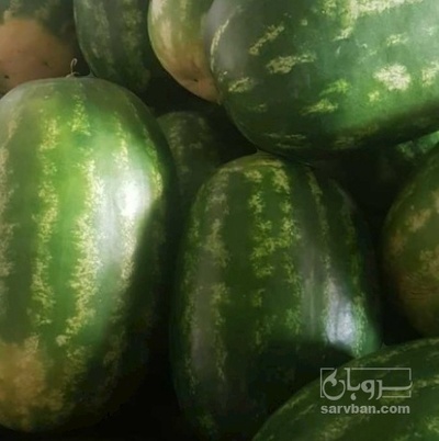 فروش هندوانه بیضی