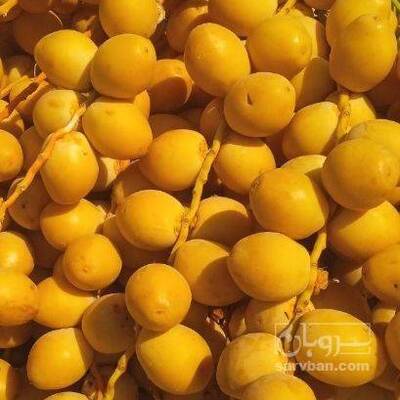 فروش  خارک انواع خرما