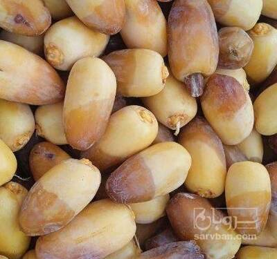 فروش رطب انواع  خرما