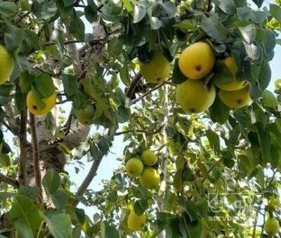 فروش گلابی شیرین