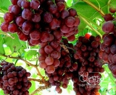 فروش انگور فلیم سیدلس