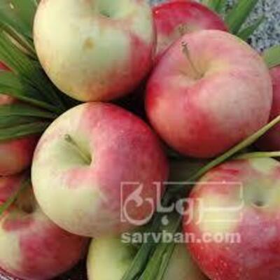 فروش سیب گلاب