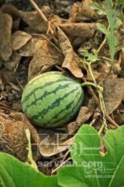 فروش هندوانه