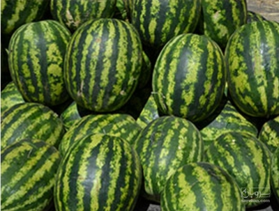 فروش هندوانه