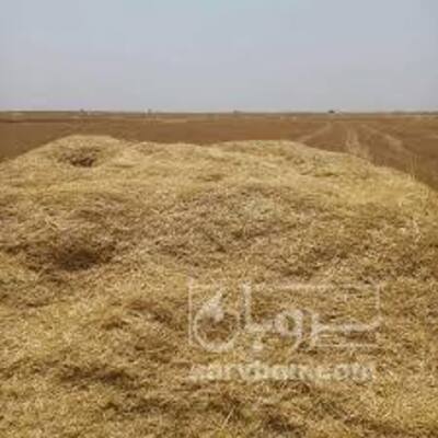 فروش کاه و کلش گندم