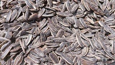 فروش تخمه  افتابگردان نمکی